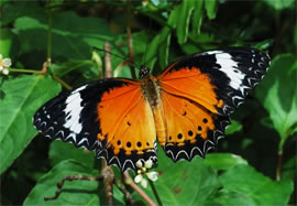 Danaus chrysippus