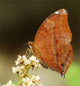 Doleschalia bisaltide