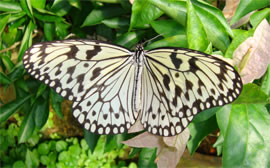 Idea leuconoe