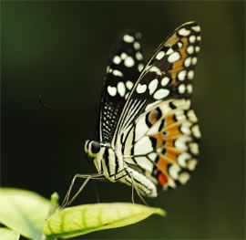 Papilio demoleus
