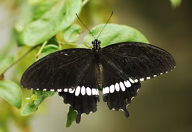 Papilio polytes
