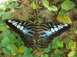 Parthenos sylvia