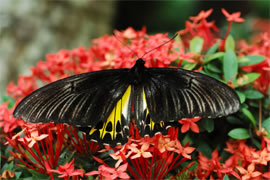 Troides helena