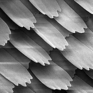 Detailed Wings of Butterflies