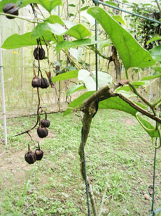 Aristolochia tagala