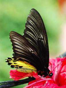 Yellow Birdwing